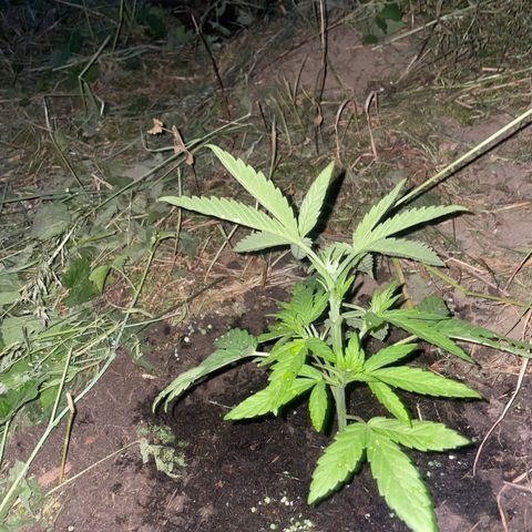 Gorilla #2 growlog timeline photo