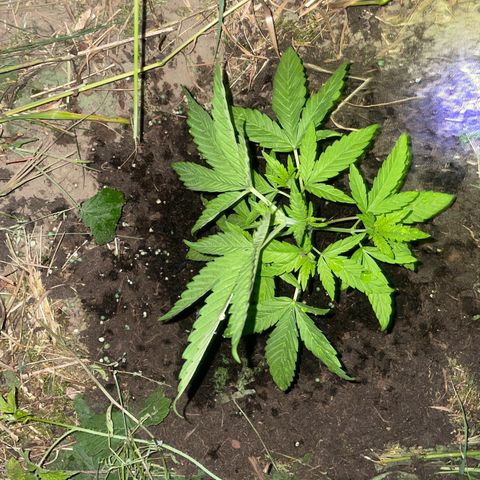 Gorilla #2 growlog timeline photo