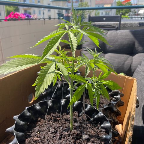 Bauernkraut  growlog timeline photo