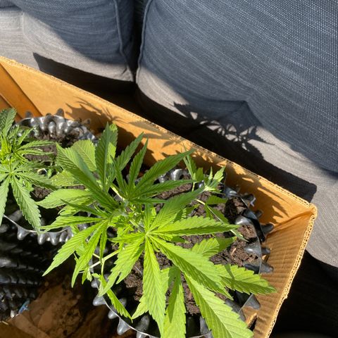 Bauernkraut  growlog timeline photo