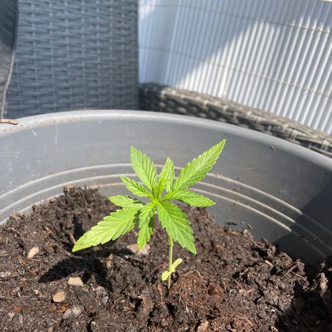 Gorilla Kreuz growlog timeline photo