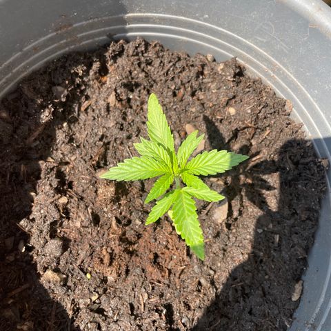 Gorilla Kreuz growlog timeline photo