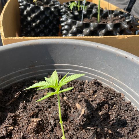 Gorilla Kreuz growlog timeline photo