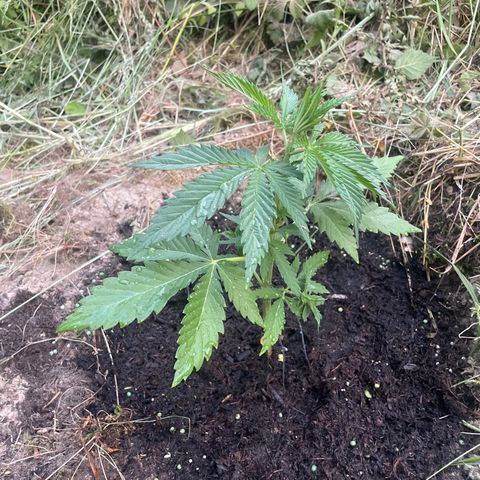 Gorilla #1 growlog timeline photo