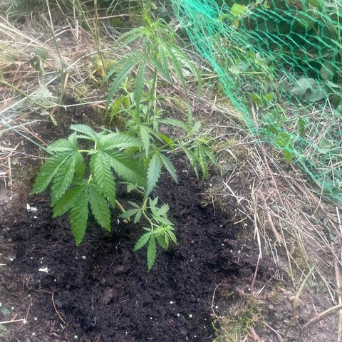 3??? growlog timeline photo