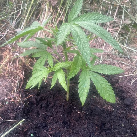 Gorilla #2 growlog timeline photo