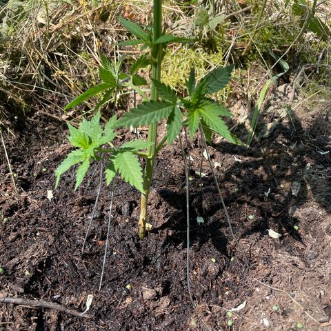 Gorilla #1 growlog timeline photo