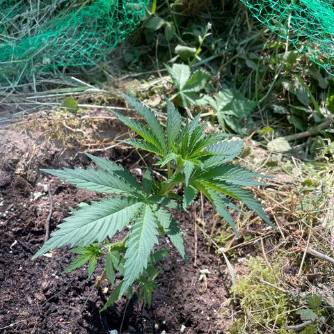 Gorilla #1 growlog timeline photo