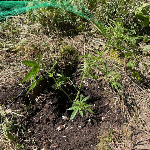 3??? growlog timeline photo