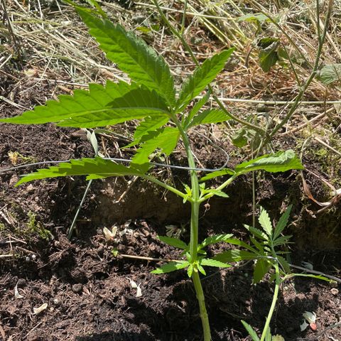3??? growlog timeline photo