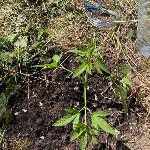 Gorilla #2 growlog timeline photo