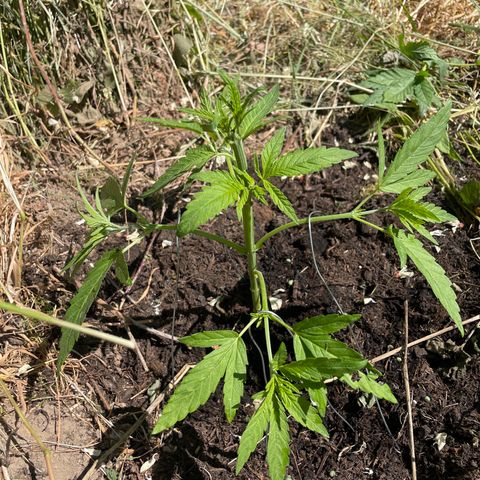 Gorilla #2 growlog timeline photo