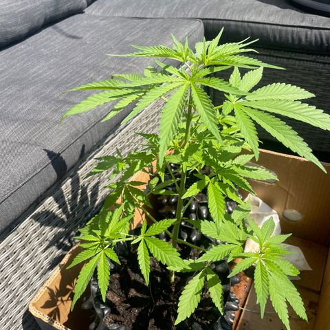 Bauernkraut  growlog timeline photo