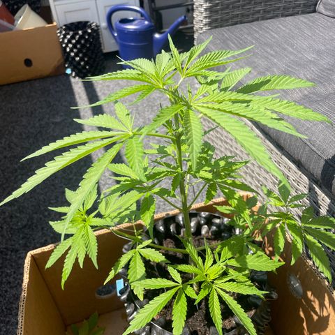 Bauernkraut  growlog timeline photo