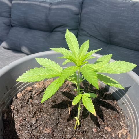 Gorilla Kreuz growlog timeline photo