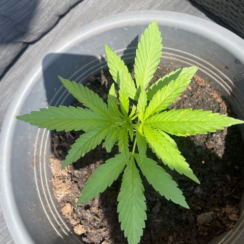 Gorilla Kreuz growlog timeline photo