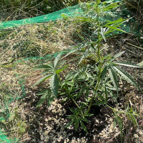 3??? growlog timeline photo