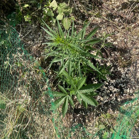 3??? growlog timeline photo