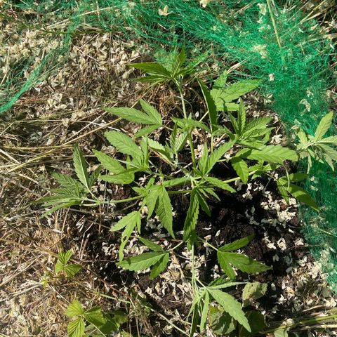 Gorilla #2 growlog timeline photo