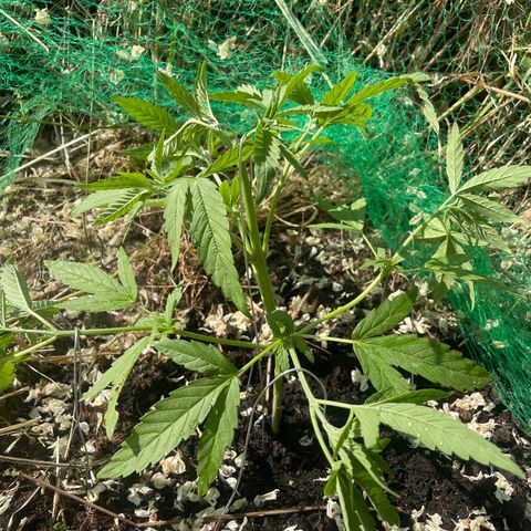 Gorilla #2 growlog timeline photo