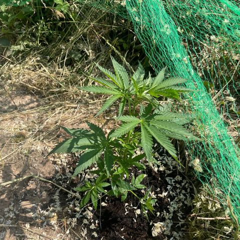 Gorilla #1 growlog timeline photo
