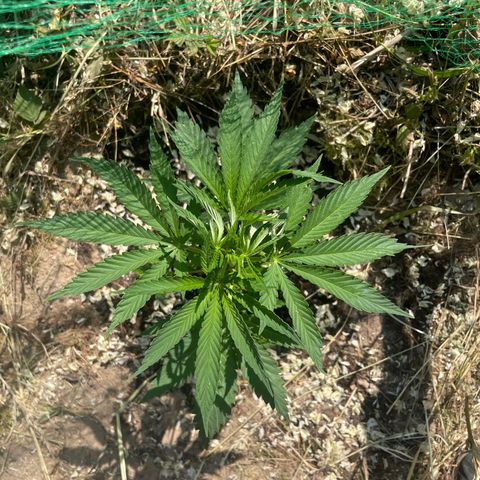 Gorilla #1 growlog timeline photo