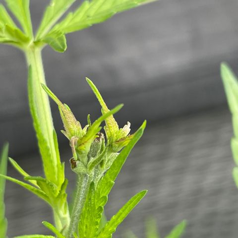 Bauernkraut  growlog timeline photo