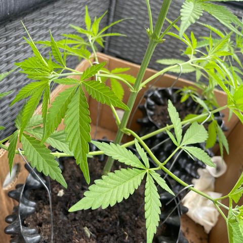 Bauernkraut  growlog timeline photo