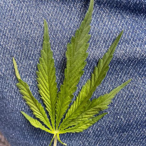 Bauernkraut  growlog photo: 9🤤