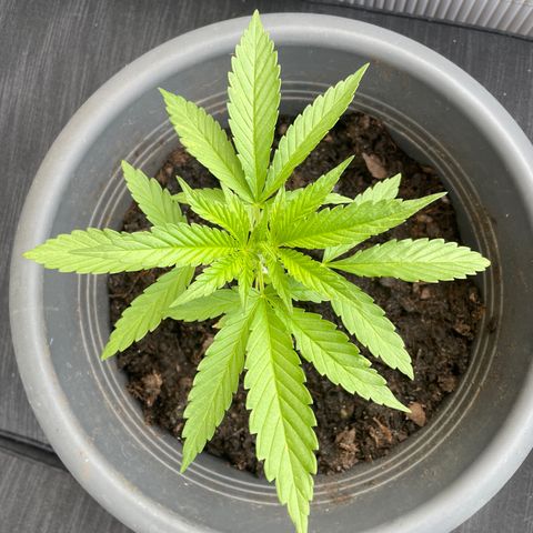 Gorilla Kreuz growlog timeline photo
