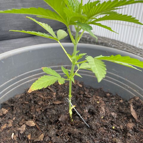Gorilla Kreuz growlog timeline photo