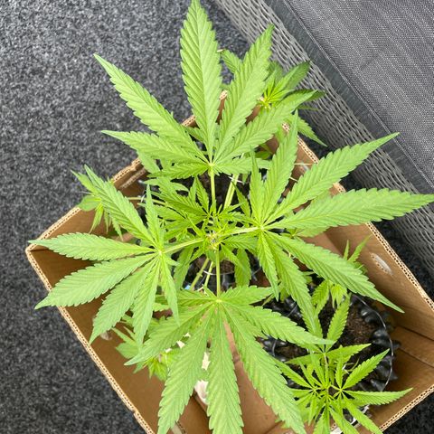 Bauernkraut  growlog timeline photo