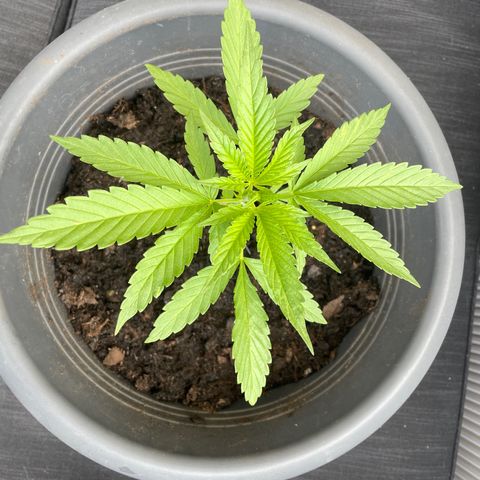 Gorilla Kreuz growlog timeline photo