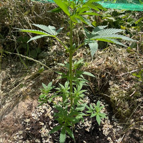Gorilla #1 growlog timeline photo