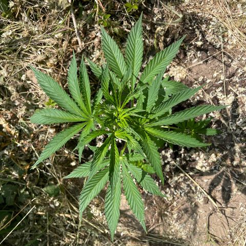 Gorilla #1 growlog timeline photo