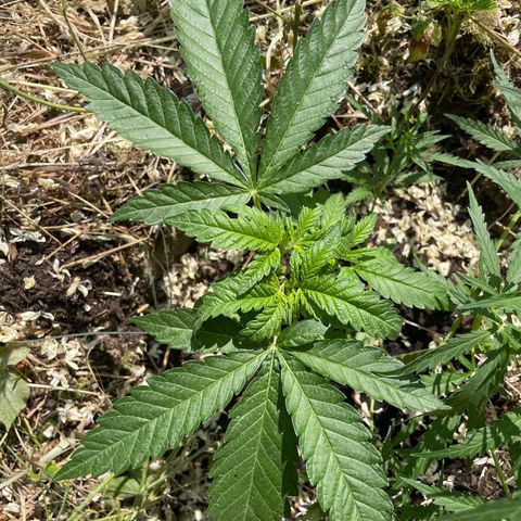 3??? growlog timeline photo