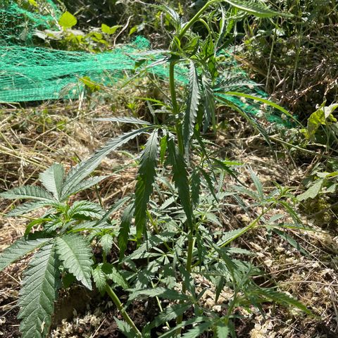 3??? growlog timeline photo