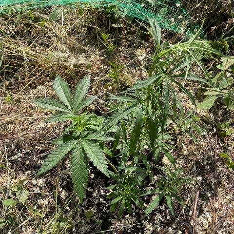 3??? growlog timeline photo
