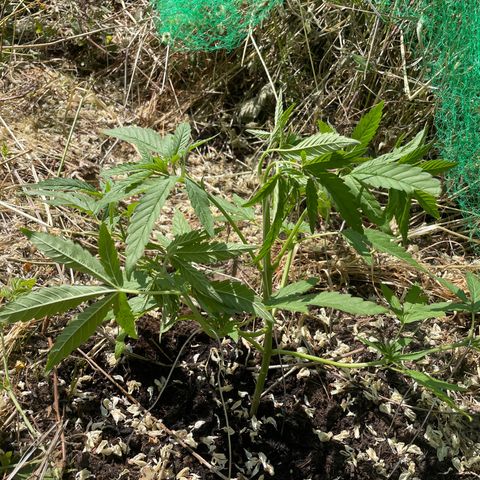 Gorilla #2 growlog timeline photo
