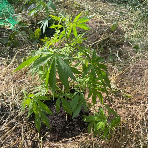 Bauernkraut  growlog timeline photo