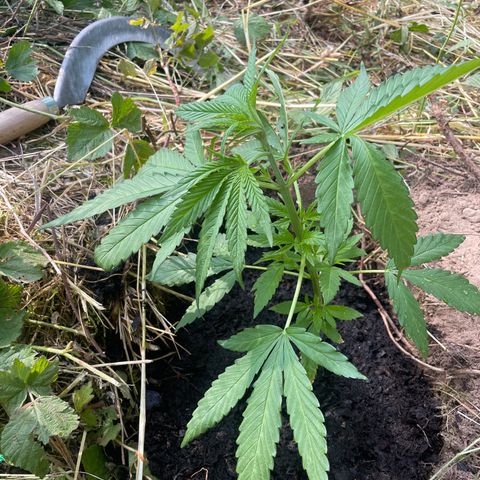 Gorilla Kreuz growlog timeline photo