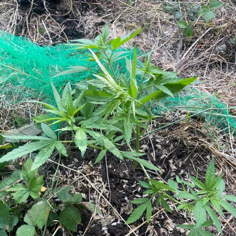 Gorilla #2 growlog photo: Steckling 