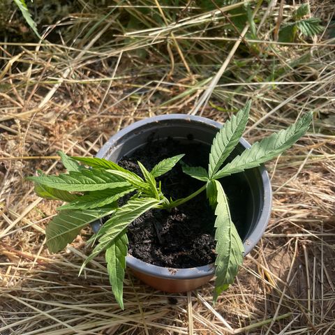 Gorilla #2 growlog photo: Steckling 