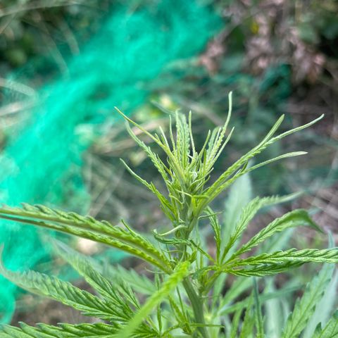 3??? growlog timeline photo