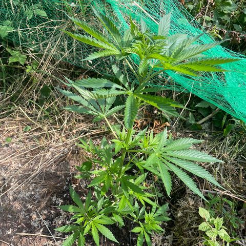 Gorilla #1 growlog timeline photo