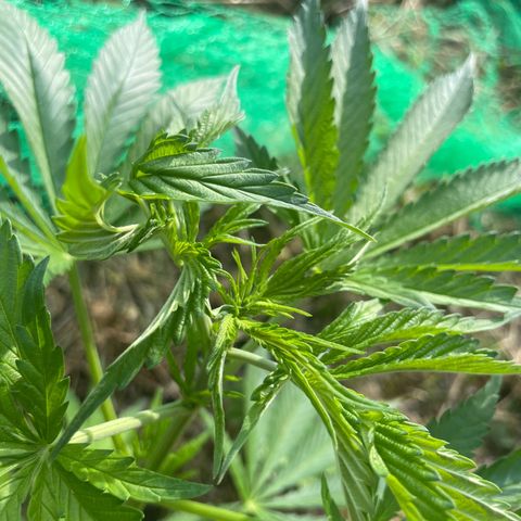 Gorilla #1 growlog timeline photo