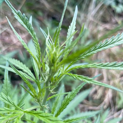 Lemon o grape growlog timeline photo