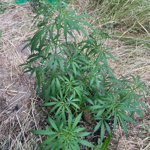 Lemon o grape growlog timeline photo