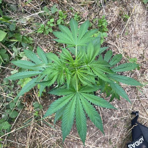 Gorilla #1 growlog timeline photo