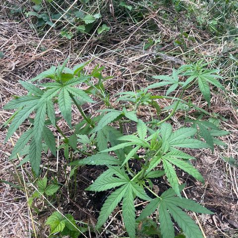 Gorilla #2 growlog timeline photo